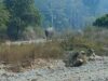 New wild male elephant ‘Sungur Dare’ spotted in Chitwan National Park
