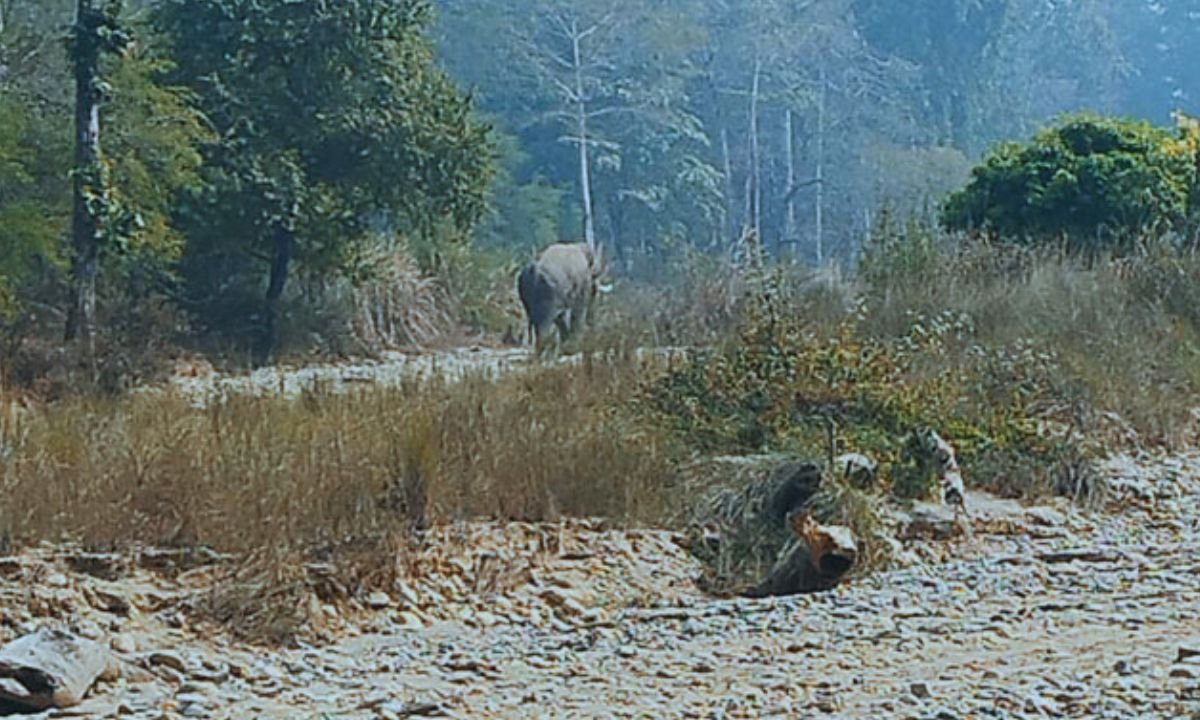 New wild male elephant ‘Sungur Dare’ spotted in Chitwan National Park