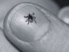 Woman dies of scrub typhus in Chitwan, 73 cases confirmed