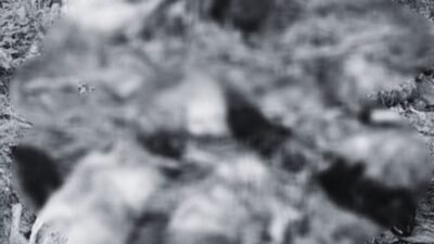 sheep killed by snow leopard