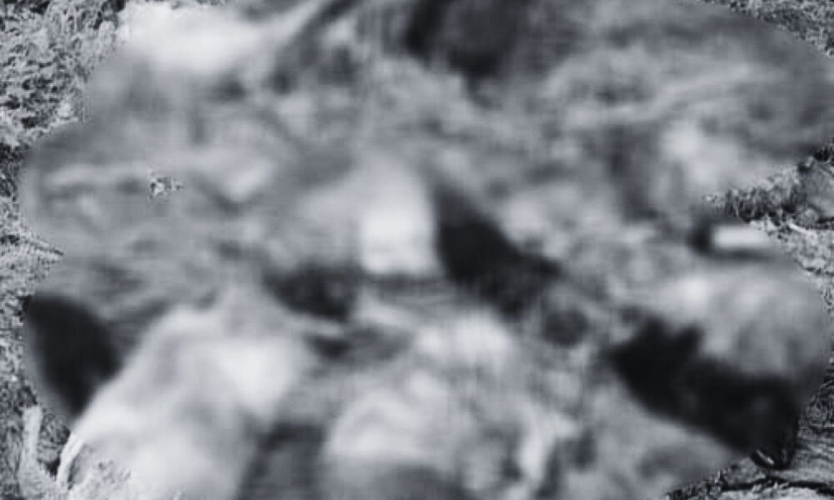 25 sheep killed by snow leopard in Dolpa’s Bada Kharka Lake area