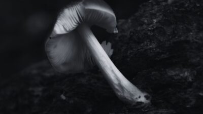 wild mushrooms Rolpa