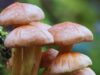 Six fall ill after eating wild mushrooms in Salyan