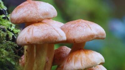 wild mushrooms in Salyan