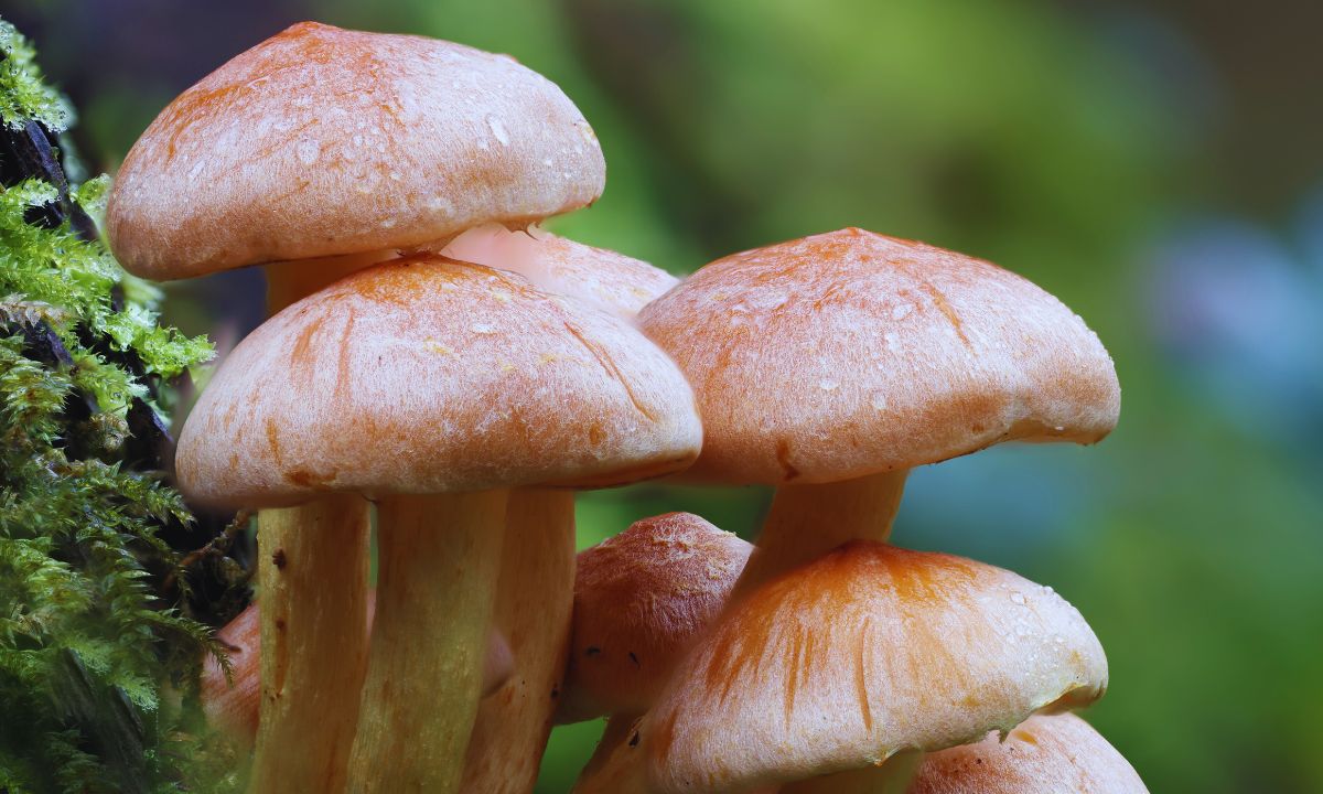 Six fall ill after eating wild mushrooms in Salyan